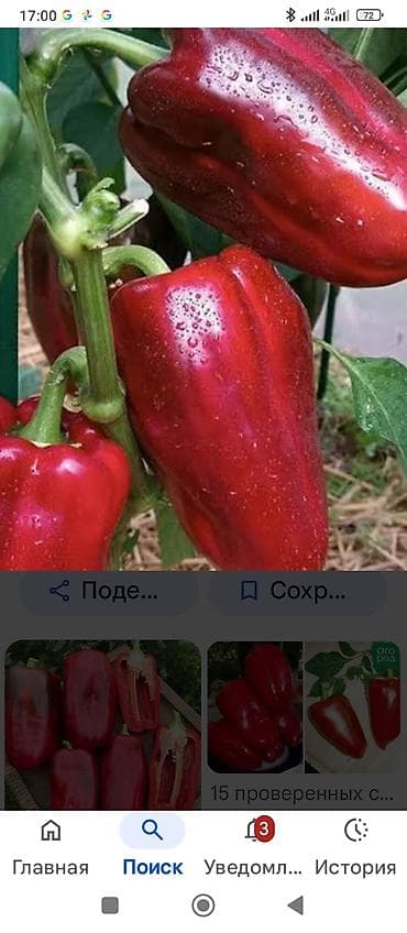 красный ковер: Самовывоз — 3