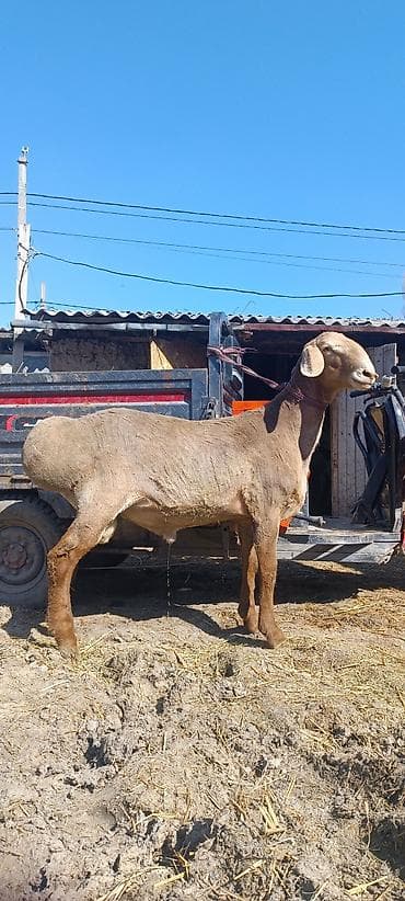 бишкек кошка: Сатам | Кочкор (эркек) | Арашан | Көбөйтүү үчүн | Асыл тукумдуу — 4