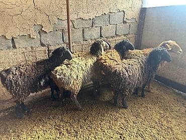 Үй жаныбарлары үчүн товарлар: Сатам | Ургаачы кой (ургаачы), Кочкор (эркек) | Союуга | Ургаачы — 3