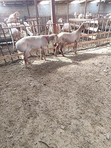 арби: Продаю | Ягненок, Баран (самец) | Арашан | Для разведения | Осеменитель — 7