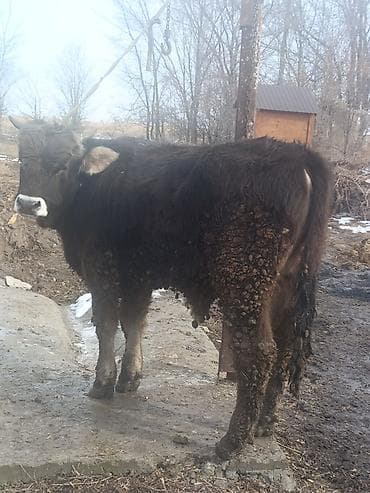 Собаки: Продаю | Бык (самец) | На откорм — 2