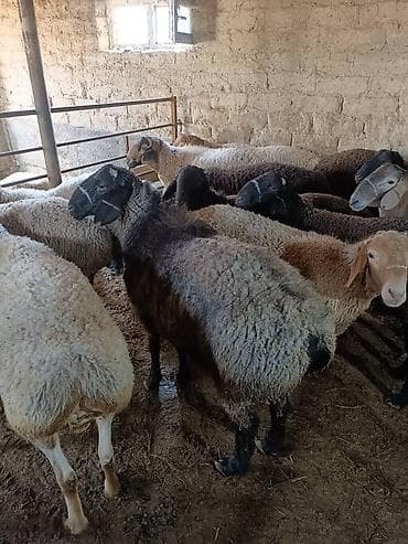 форма животных: Продаю | Баран (самец) — 1