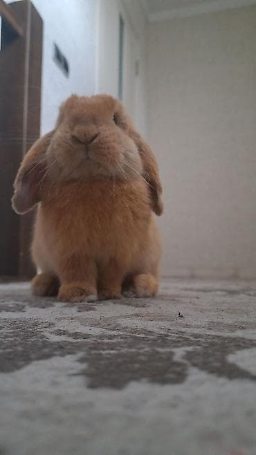 декоративный кролик цена: Продаю кролика, пол- мальчик порода Мини Лоп зовут Верталётик — 5