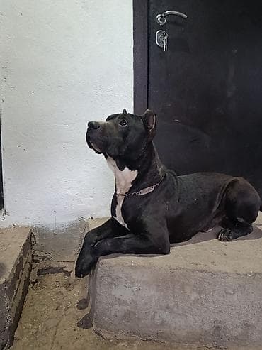 питбуль щенок черный: Вязка: Питбуль, Самец, 2 года, С прививкой, С родословной — 7