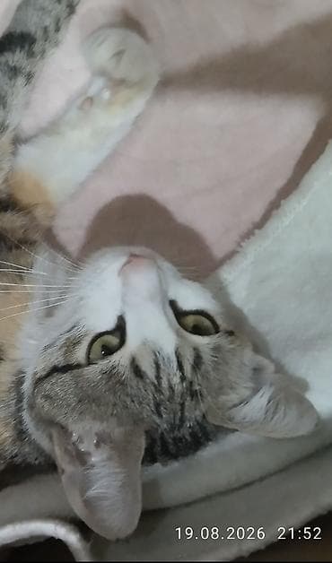 котята продажа: На улицу выкинули кошку с котятами пожалуйста возьмите, я не могу я — 2