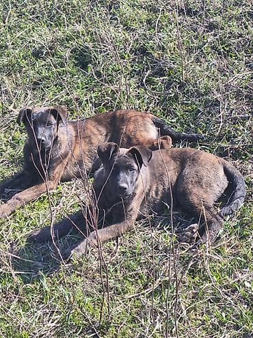 собака корги купить: Бульдог, 3 месяца, Самка, С прививкой — 4