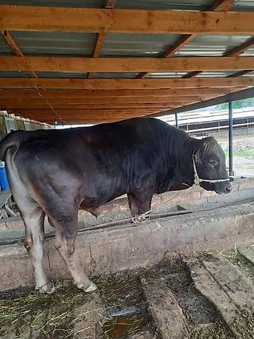 сокол птица цена: Продаю | Бык (самец) | На откорм | Привязанные — 2