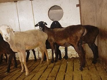 прадаю баран: Продаю | Овца (самка) | Для разведения | Матка — 3