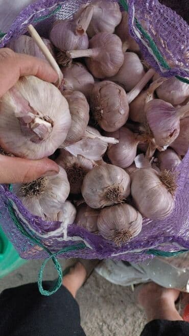 вилы садовые: Сарымсак — 2