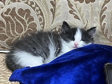 бенгал кошка цена: Беспородная, 2 месяца, Мальчик, Биколор, Приучена к лотку — 1