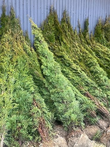 кора для сада: Туя Смарагд - В наличии размеры: 1 м и 2 м (указано на фото). - — 1