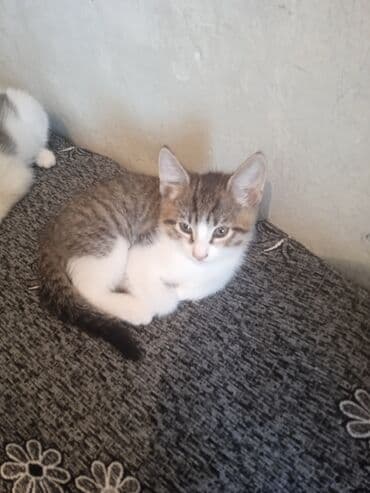 ит мышык: Мышык бекер берилет: Породасыз, 2 айлык, Эркек, Лотокко барууга үйрөтүлгөн — 3