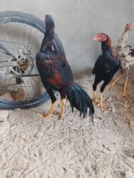 декоративные кролик: Продаю | Петух | Дакан | Для разведения, Для боев — 4