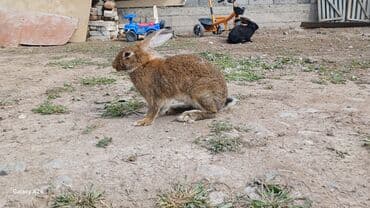 дом кошек: Другие животные — 2