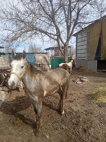 ит мал айдаган: Сатам | Байтал | Жумушка — 5