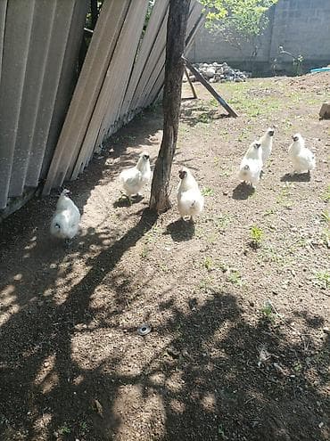 куры живые: Продаю | Петух | На забой, Для разведения — 7