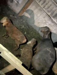 продажа щенков немецкой овчарки с документами в бишкеке: Продаю | Овца (самка) | Арашан, Гиссарская | Для разведения | Ягнившаяся, Матка — 9