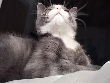 Вязка кошек: Британская короткошёрстная, 5 месяцев, Мальчик, Приучена к лотку — 3