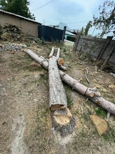 ленточные пилы по дереву для пилорамы: АРЧА БАК СОКУЛУК РАЙОН БЕЛЕК АЙЫЛ СРОЧНО САТЫЛАТ — 1