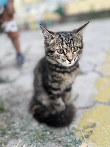 кошка в добрые руки: Кошка даром: Беспородная, 6 месяцев, Девочка — 1