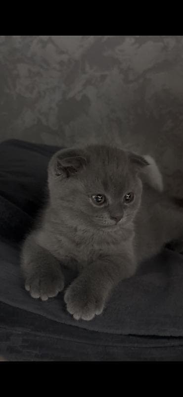 перепёлка купить: Скотиш Фолд (Шотландская вислоухая), 2 месяца, Девочка, Серый, Приучена к лотку, Проглистована, С документами — 2