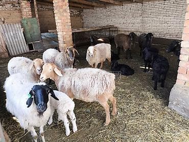 Продаю | Овца (самка) at lalafo.kg Продаю | Овца (самка)