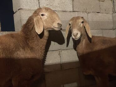 продаю овец: Продаю | Баран (самец) | Арашан | Для разведения — 4