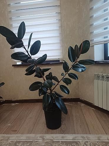 цветы домашняя: Фикус эластика (Ficus elastica, каучуковое дерево) в горшке. - — 1