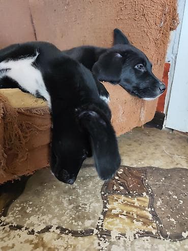 кыргыз иттер: 2 Щенка, мальчик и девочка, метисы лабрадора/дворняжки, черного — 4