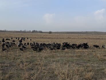 домик для кур: Продаю | Индюшка (самка), Индюшата | Черный принц, Северокавказская | На забой, Для разведения | Племенные — 11