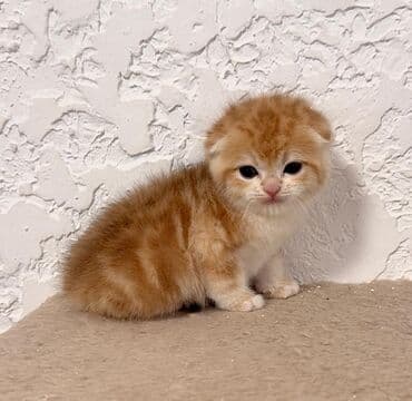 продам домик для кошки: Скотиш Страйт (Шотландская прямоухая), 1 месяц, Мальчик, Золотая шиншилла, Проглистована — 8