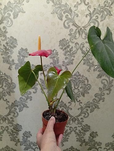 Антуриум (Anthurium andreanum) в горшке. - Размер горшка: примерно