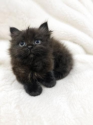Мышыктар: Милые котята, помёт из двух малышей: - Возраст на фото — два месяца. - — 2