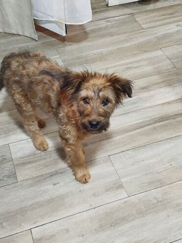 щенки кавказская овчарка: Щенок 3 месяца ласковый, контактный,послушный,. Подойдет для охраны — 5