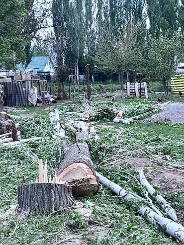 услуга бензопилы: Услуги по спилу дерева и заготовки дров - Профессиональная валка — 3
