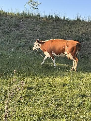 сколько стоит щенок золотистого ретривера: Продаю | Корова (самка), Бык (самец) | Герефорд, Симментальская — 1