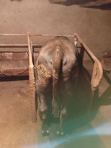 айрширская корова купить: Продаю | Бык (самец) — 1