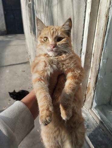 долматинец щенок: Кошка даром: Лесная, 9 месяцев, Мальчик, Приучена к лотку — 2