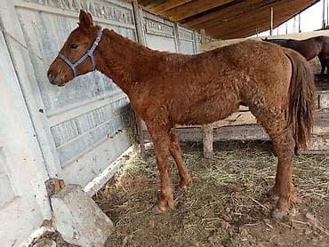 Үй жаныбарлары: Сатам | Тай | Жумушка — 3