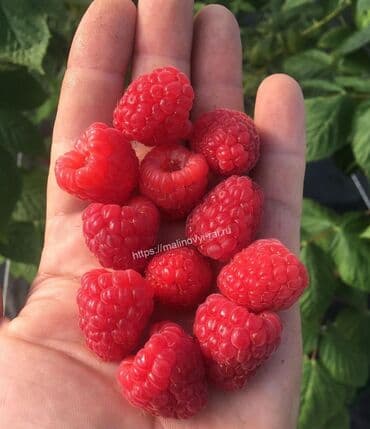 малина саженцы полька: Малина — 2