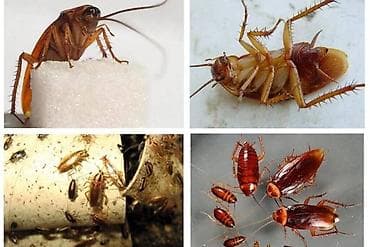 курсы мобилографии бишкек: Дезинфекциялоо, дезинсекциялоо, | Канталалар, Бүргөлөр, Таракандар, | Транспорт, Офистер, Батирлер — 3