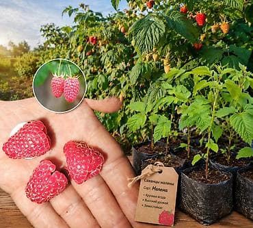 Саженцы малины «Мапема» - Сорт: Мапема (ремонтантный тип