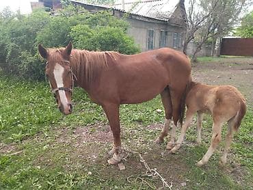 продаю кобылу: Продаю | Кобыла (самка) | Для разведения — 1