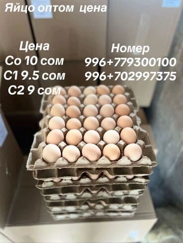 Куриные яйца оптом Цена (указана на изображении): - С0 — 10 сом/шт -