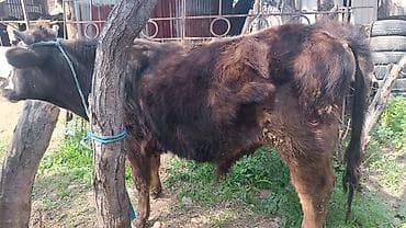 козерог: Продаю | Бык (самец) | На откорм | Привязанные — 2