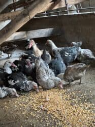 сапсан купить птица: Индоутки 57 голов — 4