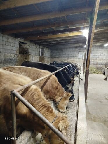 волнистые попугаи купить: Продаю | Бык (самец) | На откорм | Привязанные — 5