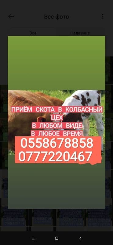 Куплю | Коровы, быки, Лошади, кони | Круглосуточно, Любое состояние, Забитый