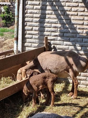 животные баран: Продаю | Овца (самка) | Для разведения | Матка — 1