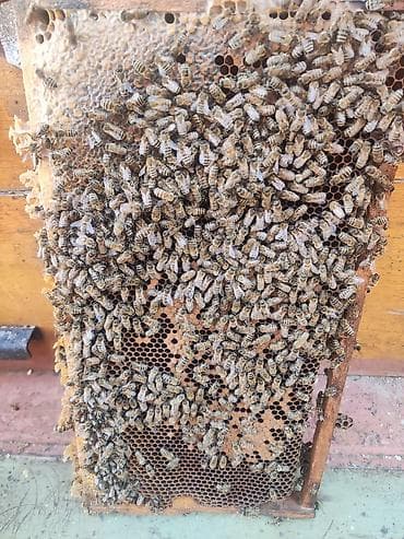 каракол ит: Продаются пчелы на высадку и с ульями. рамка рута. тюп звоните — 4